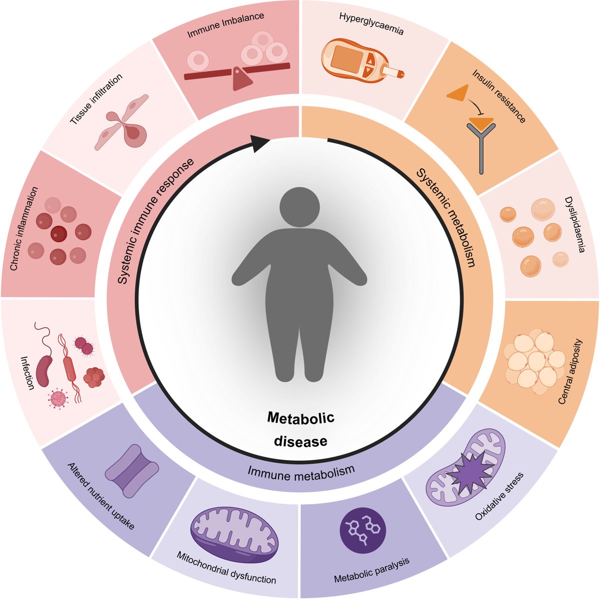BJAJournals's tweet photo. New #narrativereview exploring #immunometabolism in the #perioperative period and potential interventions to modulate it
https://t.co/xvol2xqFa2 https://t.co/UKFe6Ocs0U