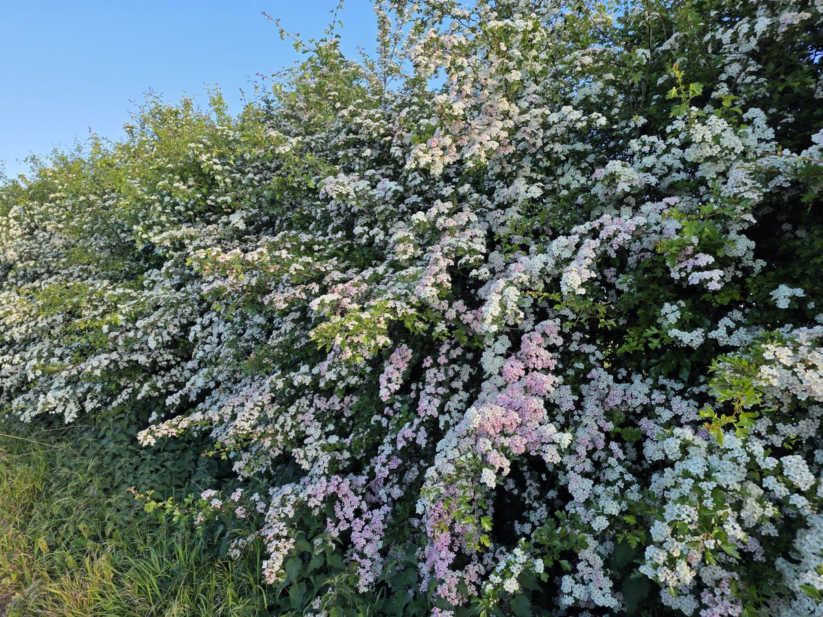 BDBCo's tweet photo. Mayflower in the morning  (hawthorn) #dogwalking #Oxfordshire https://t.co/zSjb3xKq5E