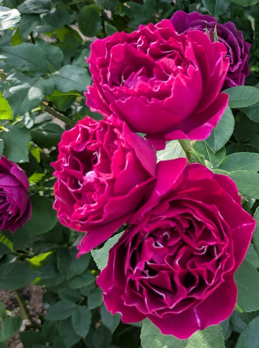 koshu_kankou's tweet photo. ＼🌸甲州市の花情報🌸／
【ハーブ庭園旅日記勝沼庭園】
https://t.co/rVkTG1Mw0x

いつでも花のお庭やハーブを楽しむことができる「ハーブ庭園旅日記勝沼庭園 」ですが、ローズガーデンが美しい季節となりました🌹
（画像は5/9撮影）
バラの花色や形を愛でたり、香りを楽しんだり、写真に撮ったりと、思い思いに楽しむことができます！
どうぞお出かけください

#山梨観光 #甲州市 #勝沼 #ワイン #足湯 #入場無料 #ぐるり甲州市