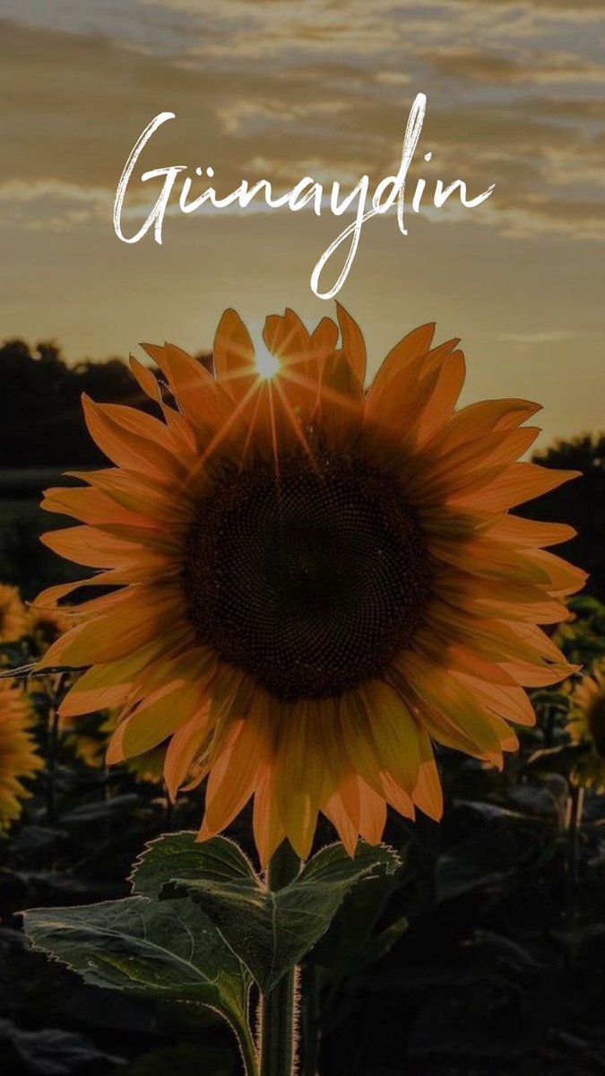 P_naarr_'s tweet photo. Günaydın 🌻 https://t.co/lLqswNZxFX