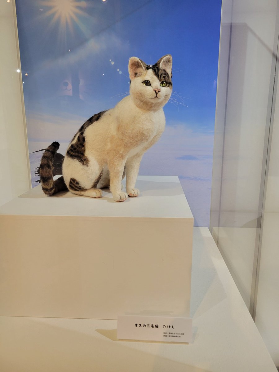 東京農業大学食と農の博物館「猫のすゝめ」展
ネコ科の生態、猫芸術、猫の歴史や科学的研究についてたっぷり解説。
可愛い猫たちの知られざる生態について学びが多い内容。羊毛フェルトの猫たちもリアルですごい。
オスの三毛猫は縁起が良いということで南極に行った猫の紹介もあり！