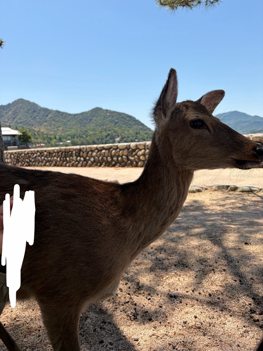 ryuma07172's tweet photo. 弾丸広島旅おもろかったなー
飯うまいし綺麗やしマジ良かった
泊まったところもおもろすぎて最高やった
あんなところ普段じゃいかんやろうし
鹿も可愛かったな
鹿にだけモテた
生きてるうちにもう一回行きたいな
まーもう無理かもしれんが
#広島
#宮島
#厳島神社 https://t.co/QRWfrgqCf4