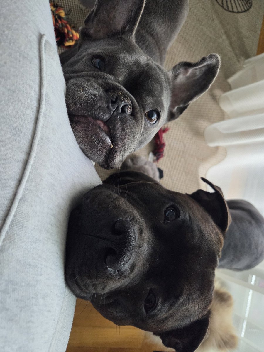 mops (Saša) 🦖🐾🐕 tweet media