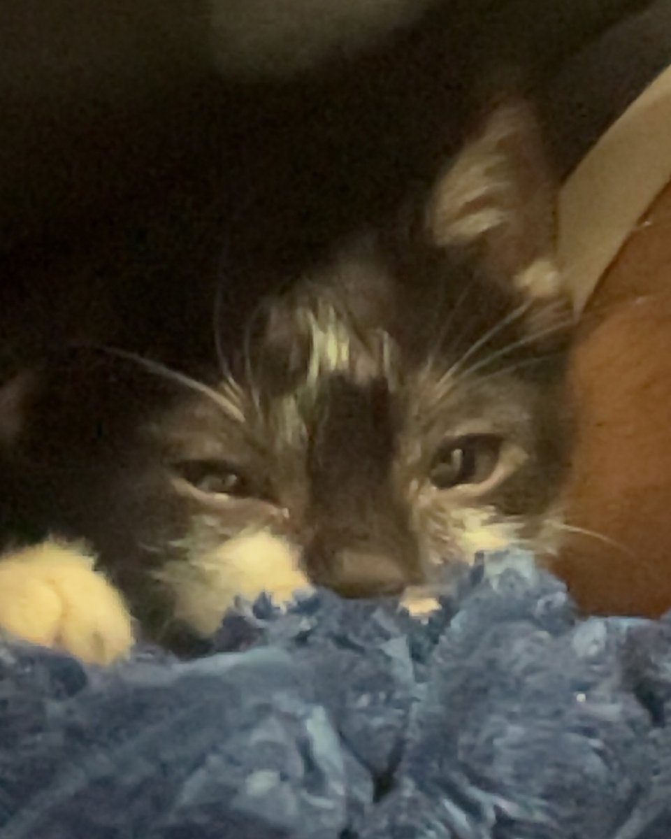 adoptdontshopl's tweet photo. 😻 FOR ADOPTION IN KUWAIT😻
This 2-month-old female kitten was rescued from the street and is now safe 💙🐾
She is healthy, playful, eats well, and loves attention. She’s looking for a loving forever home.
📍 Tiama, Al Jahra, Kuwait
📞 Contact: +965 9961 2623

#kuwait #tiama https://t.co/g9xTA7pEBI