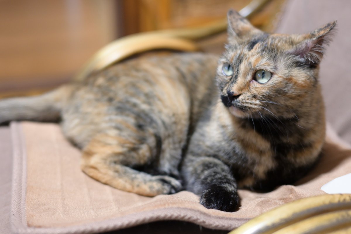 m_nekosub's tweet photo. 私の籐の椅子を奪って、ごまんえつの猫ちゃん🫶
#サビ猫はいいぞ #猫のいる暮らし https://t.co/zEdEKhdpPW