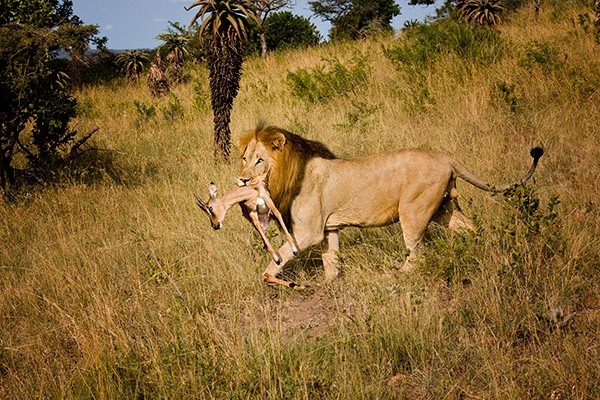 Lion tweet media