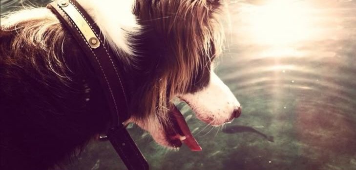 ‧₊🐾˖˚ 𝐑𝐨𝐜𝐤𝐲 !✩| SUPPORT REN tweet media