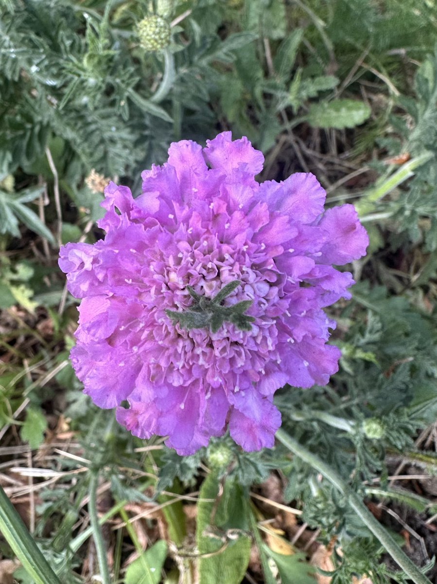 SkylarkArtist's tweet photo. Morning Pincushion Flowerโฆ
#Morning #Pincushion #Flower #Scabious
๐ฑ๐ธ๐ฑ https://t.co/h8TzoEeGRr