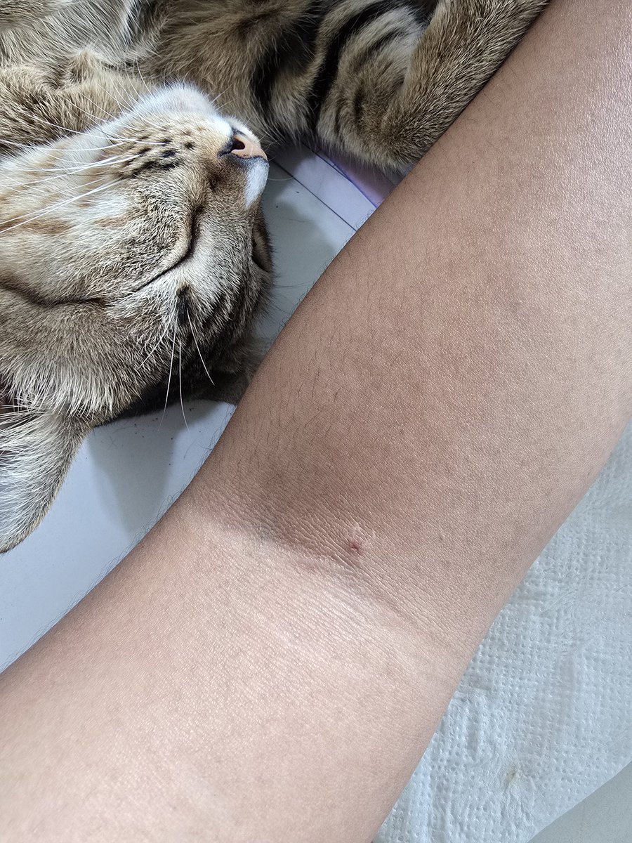 (NAW'K'WAN) 🐾 🏳️🌈1̶1̶2̶ tweet media