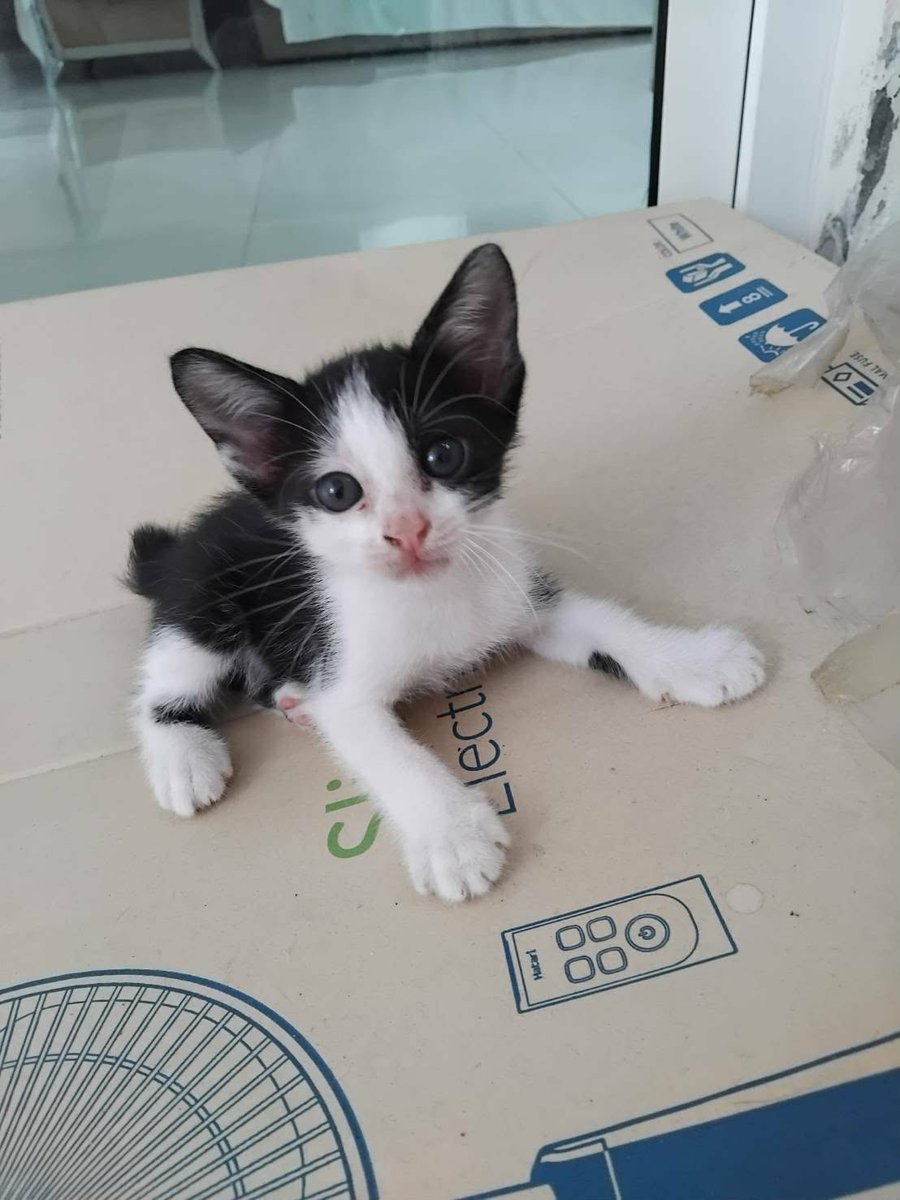 Catster & Co บ้านพักพิงแมวจร tweet media