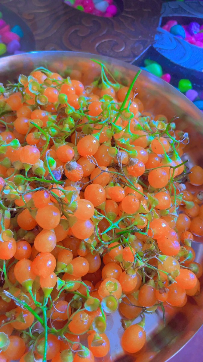 Official_t88's tweet photo. Rajasthan ke dosto, ye wale orange berries ko aap log kya bolte ho? 😍 https://t.co/TmRhNb3ASA