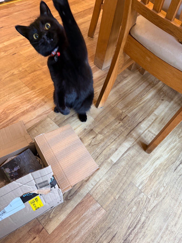 Milo and Fizz, Geordie Cats tweet media