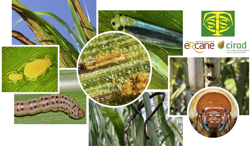 SocietyCane's tweet photo. ISSCT  XIV Pathology &amp; XII Entomology Workshop Réunion Island from 15–19 March 2027 
Theme: “Pushing the frontiers of agroecological management strategies of sugarcane pests and diseases in the context of climate change.”
Workshop website: https://t.co/O2tsla9jQM https://t.co/ohFkcoRIEF
