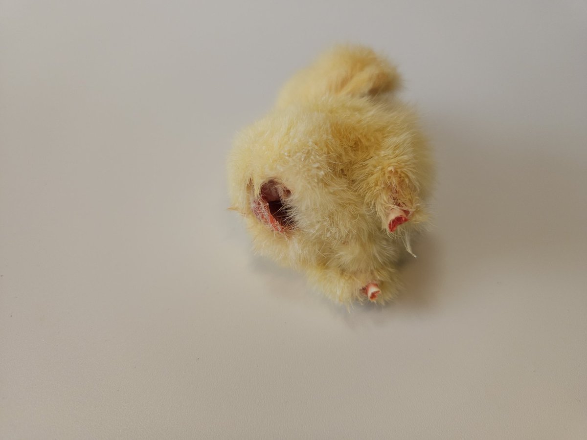 soratakaJapan's tweet photo. 🐥処理済冷凍ひよこ 販売開始🐥

🦅猛禽🦎爬虫類等肉食動物に！
✅嘴・脚・内臓除去済
✅解凍後そのまま与えられます

【1羽65円】

📦業販有ります！
🚚300羽以上でクール代無料※送料別
📩DMまたは sorataka@ymail.ne.jp
🔍「そらたか 冷凍ひよこ」で検索！ https://t.co/fpekfVu3p3