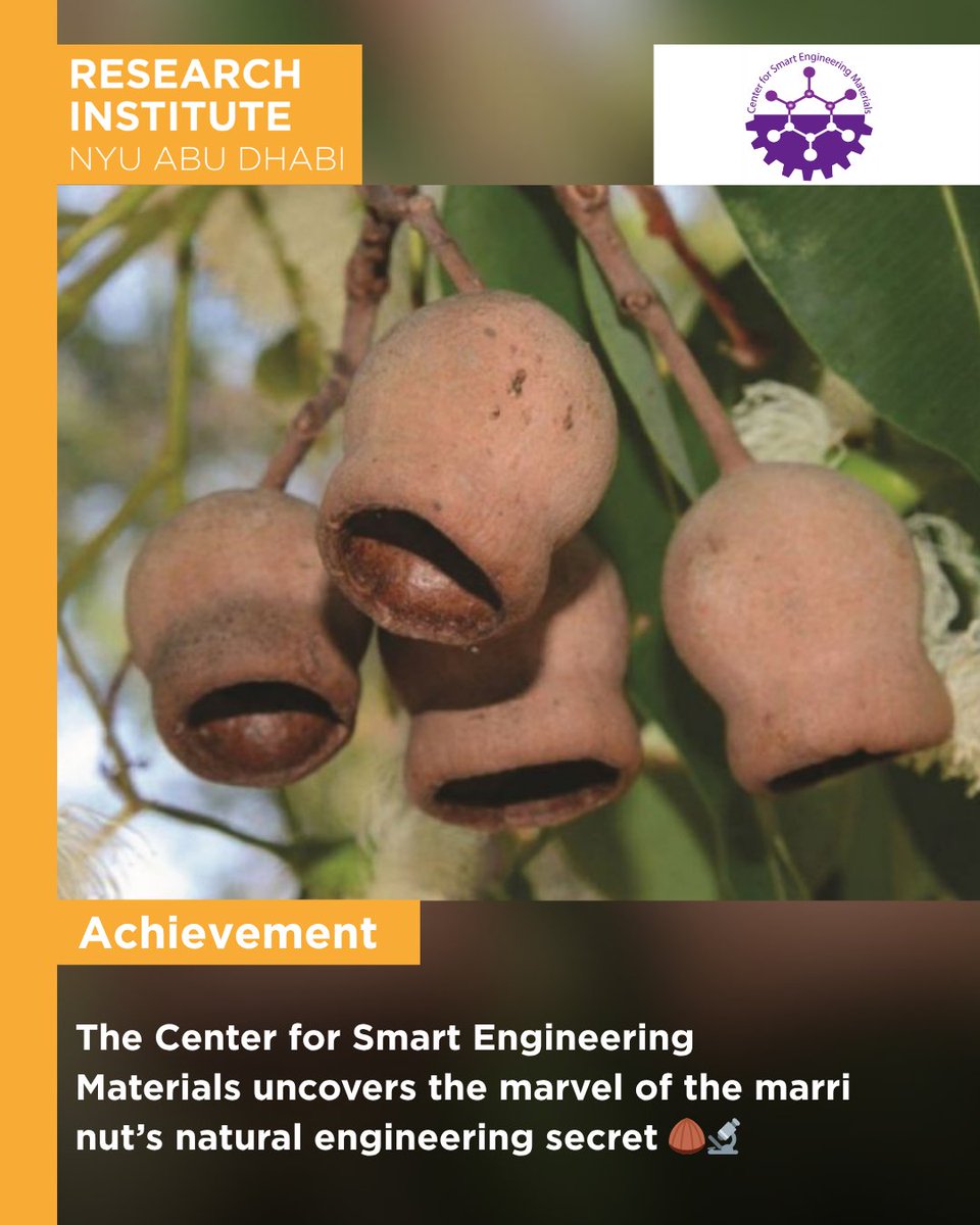 RINYUAD's tweet photo. Researchers at NYU Abu Dhabi’s CSEM uncovered how the marri nut’s layered structure absorbs impact, inspiring stronger, lighter, safer materials 🔬🌰

Learn more: https://t.co/fF5lObKkob
#NYUAD #NYUADResearchInstitute #CenterForSmartEngineeringMaterials #MaterialsScience https://t.co/8z2pgyhRJI
