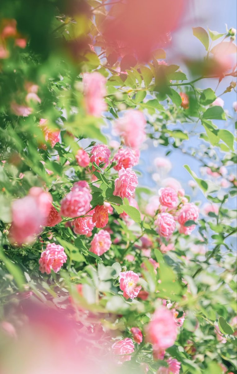HouseWilson6's tweet photo. 蔷薇如期开放🌸🌸 https://t.co/yBnKgWaKqT