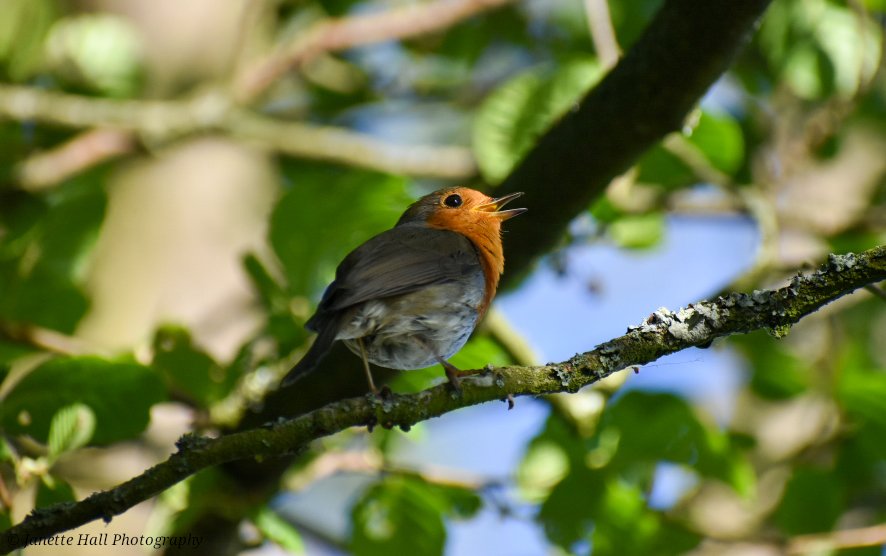 JanetteHall's tweet photo. Robin in the morning sunlight in the trees ❤️ chirping a song out
#robin #robinredbreast #bird #birdphotography #nature #NaturePhotography #BirdsSeenIn2026 #photography #TwitterNatureCommunity #wildlife #wildlifephotography #nikon #nikonphotography @Britnatureguide https://t.co/HeUSPUUNYu