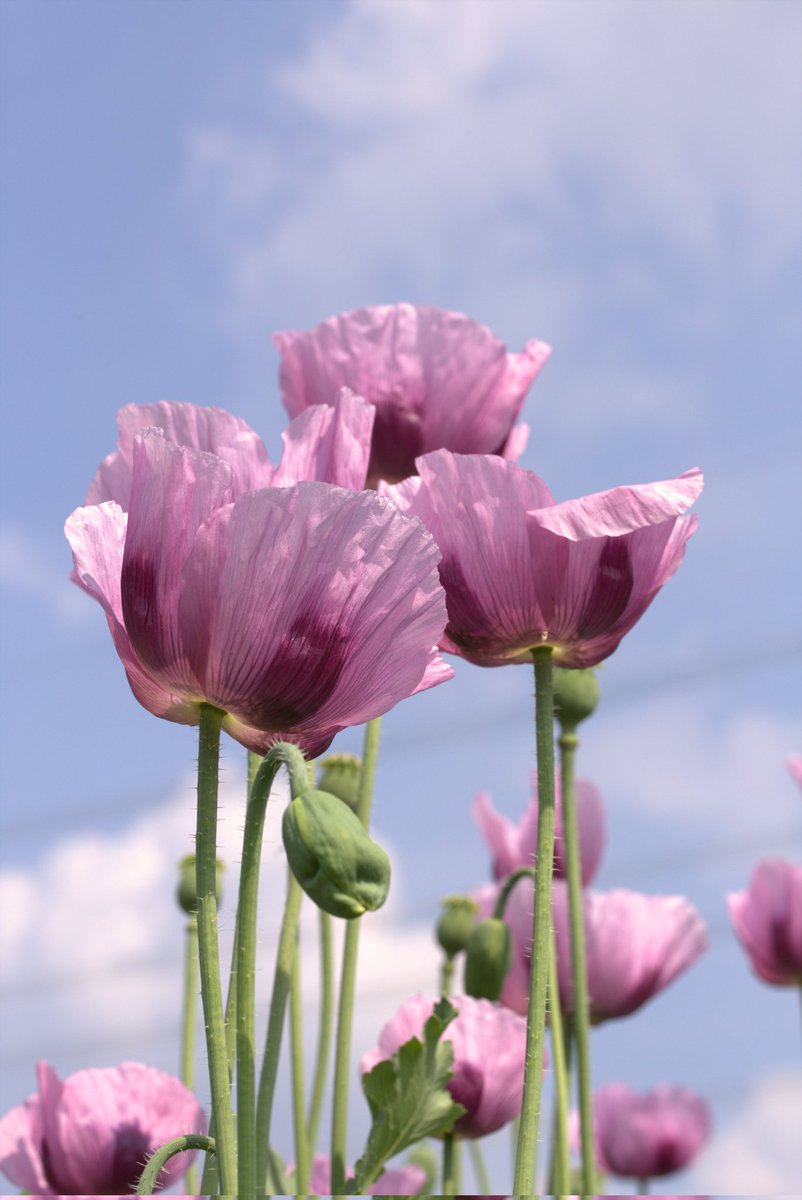  FotograFine 💚🌷🪻🌻 🐰📷 🌻🪻🌷🧡 tweet media