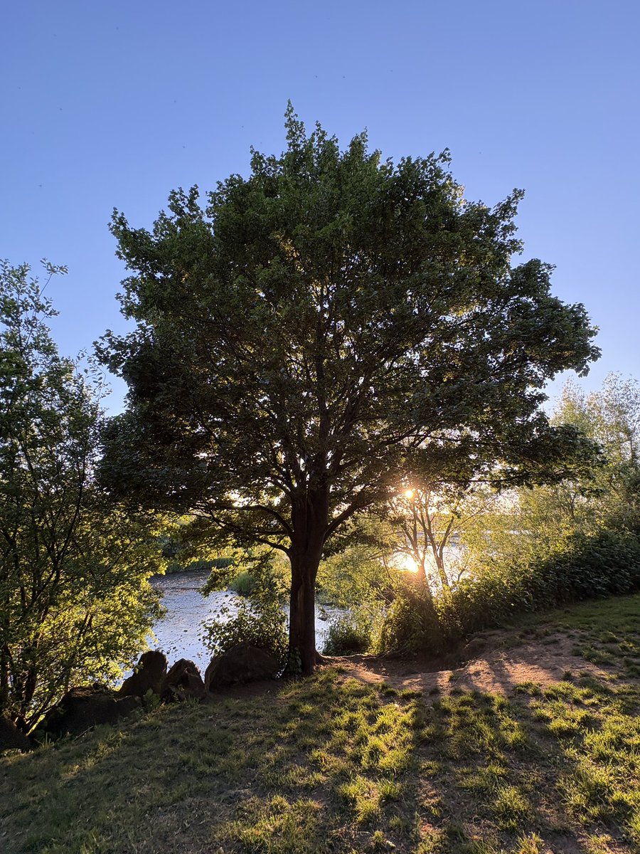 Exeter Trees tweet media