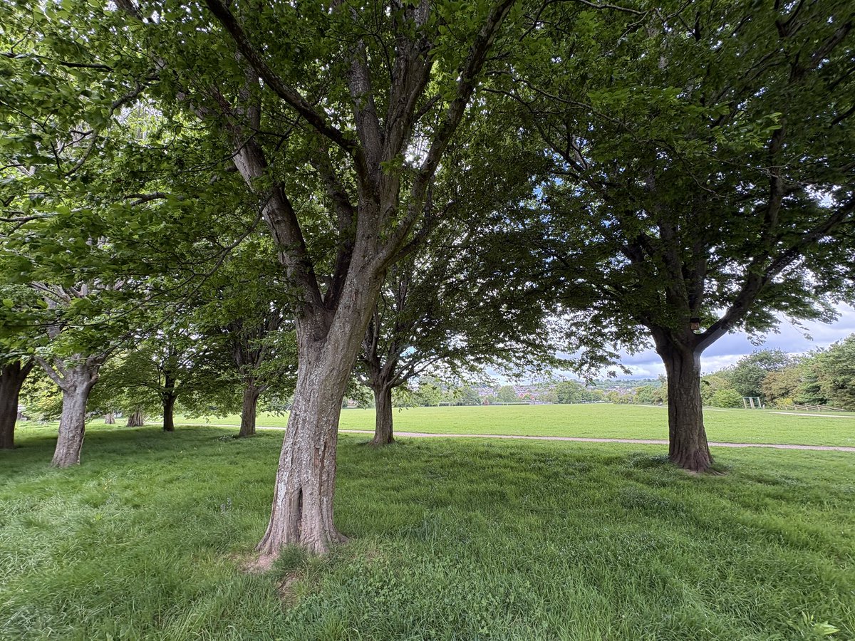 Exeter Trees tweet media