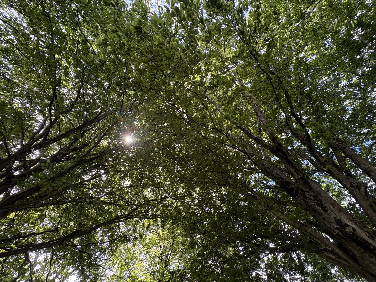 Exeter Trees tweet media