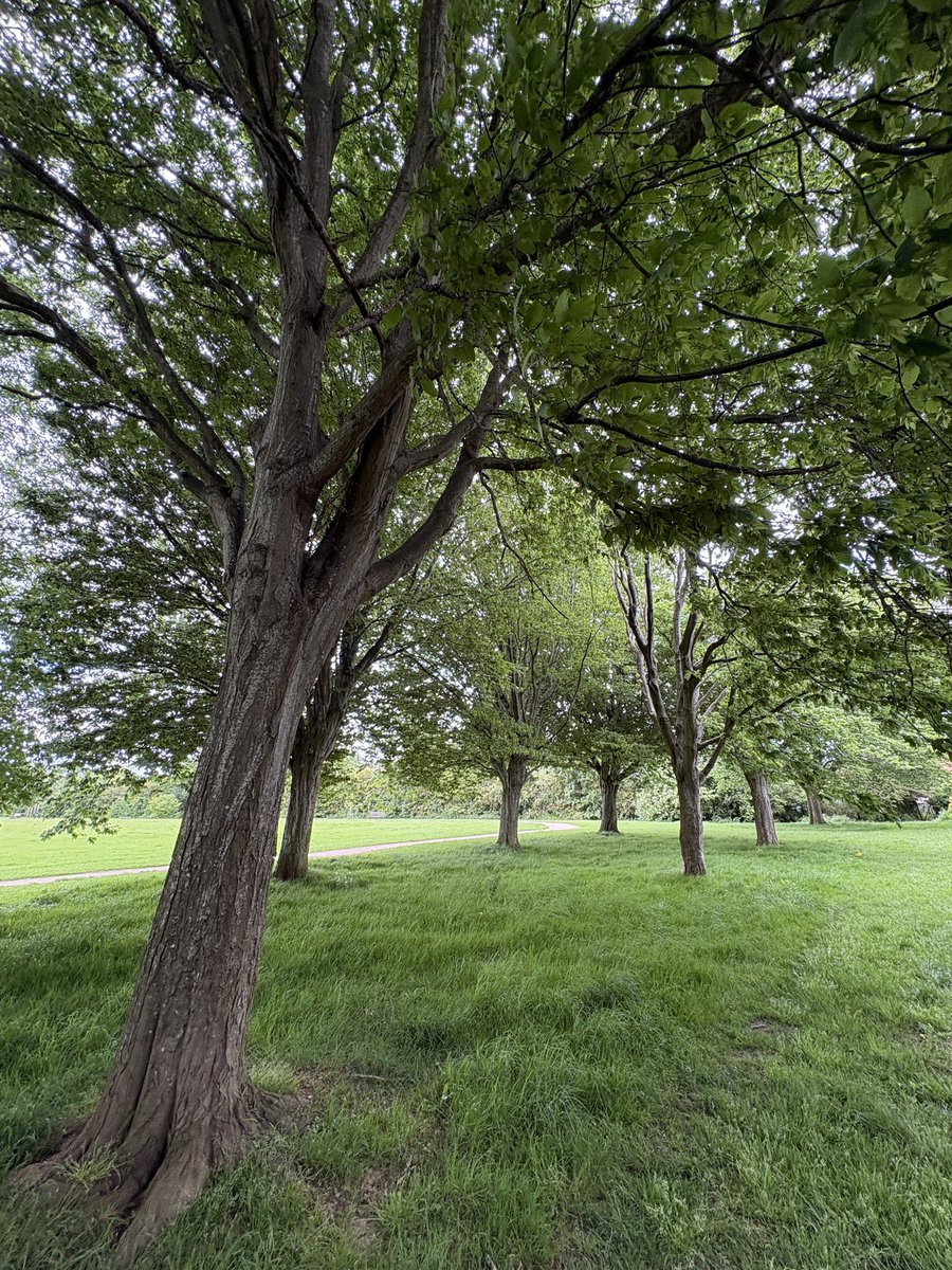Exeter Trees tweet media