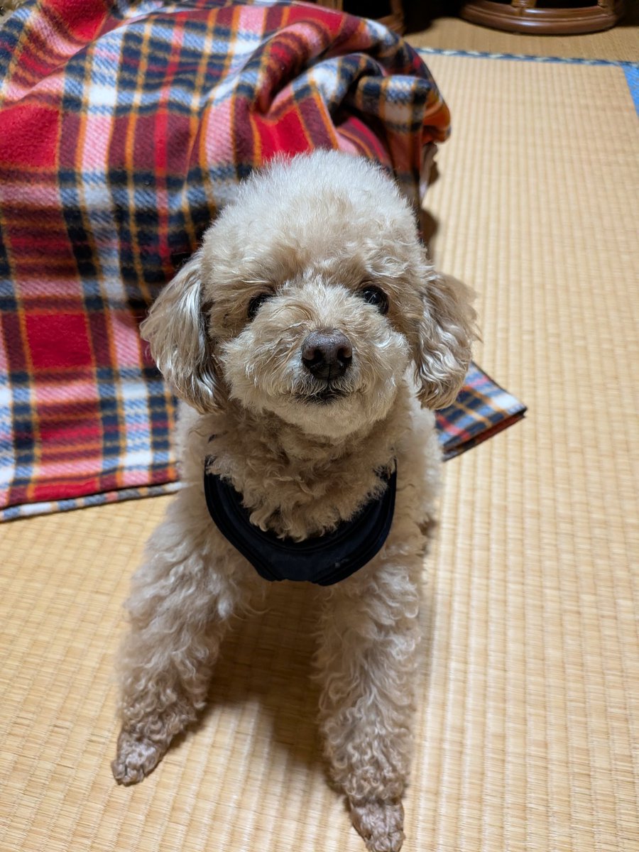ナイス　シルバー tweet media