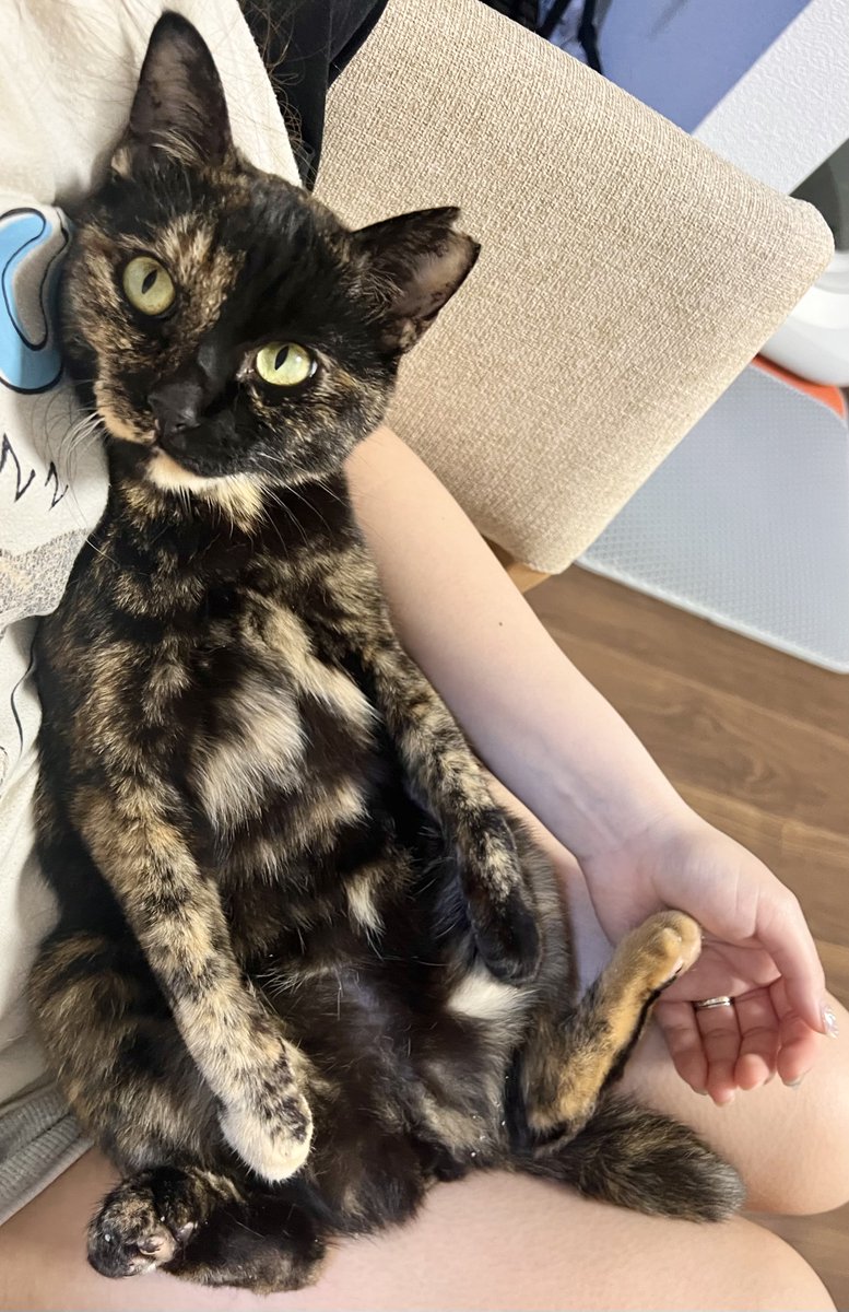 サビ猫くるみ tweet media