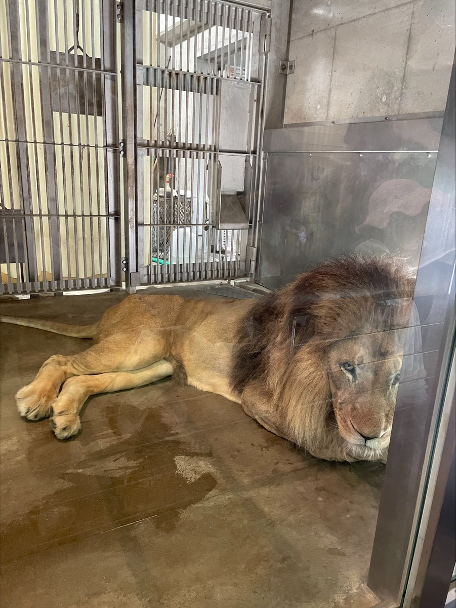 天王寺動物園［公式］ tweet media