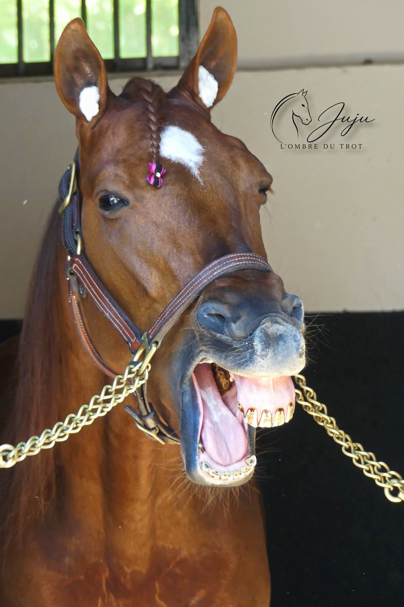 JuJu Photographies L'ombre du trot tweet media