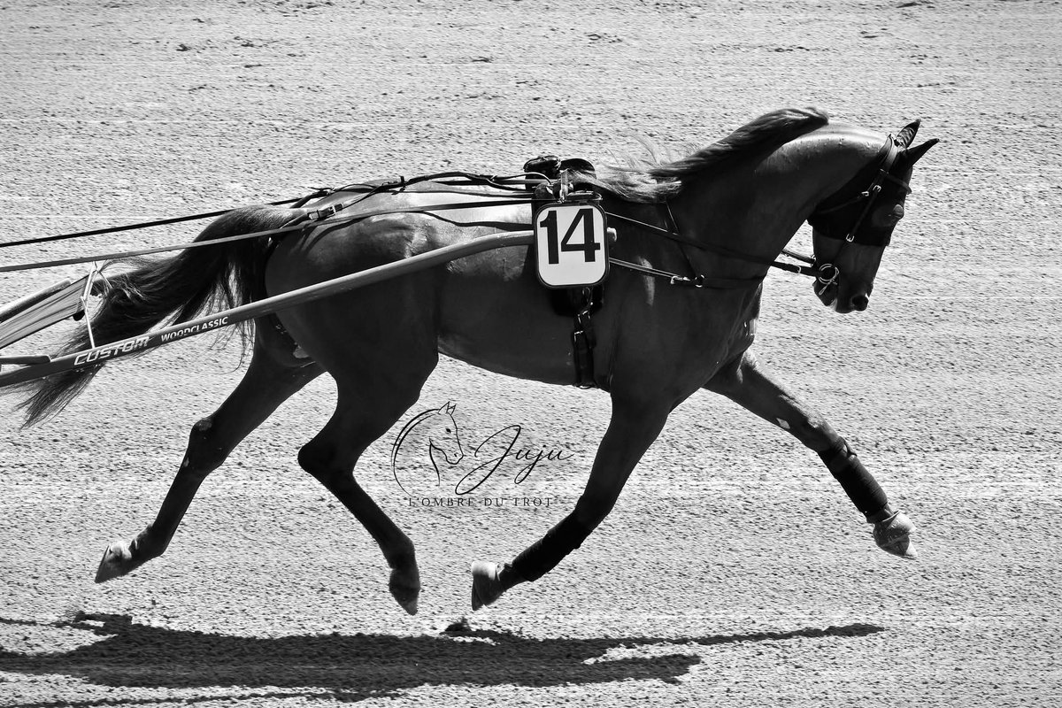 JuJu Photographies L'ombre du trot tweet media