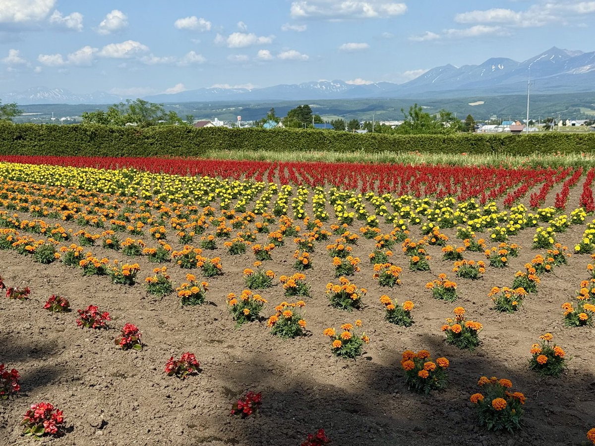 naturwald's tweet photo. 去年の5月のお花たち🌼
清水山とファーム富田です！ https://t.co/WrUuQfMuQV