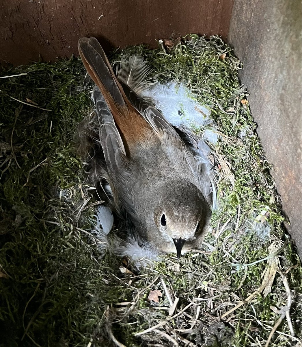 ScarecrowNeste1's tweet photo. Firetails 🔥
Working up some of yesterday’s sightings coupled with box checks last week, gives a total of 28 Redstart territories known across approximately 30Ha of our main woodland study site.
Better year than usual for them here
#Firetail
#Redstart
#NestRecordScheme https://t.co/7N6T3xxAQH
