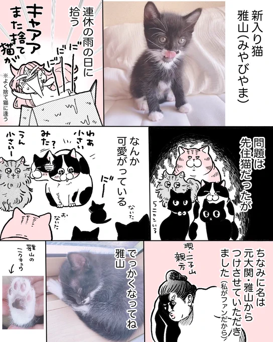 子猫拾った 