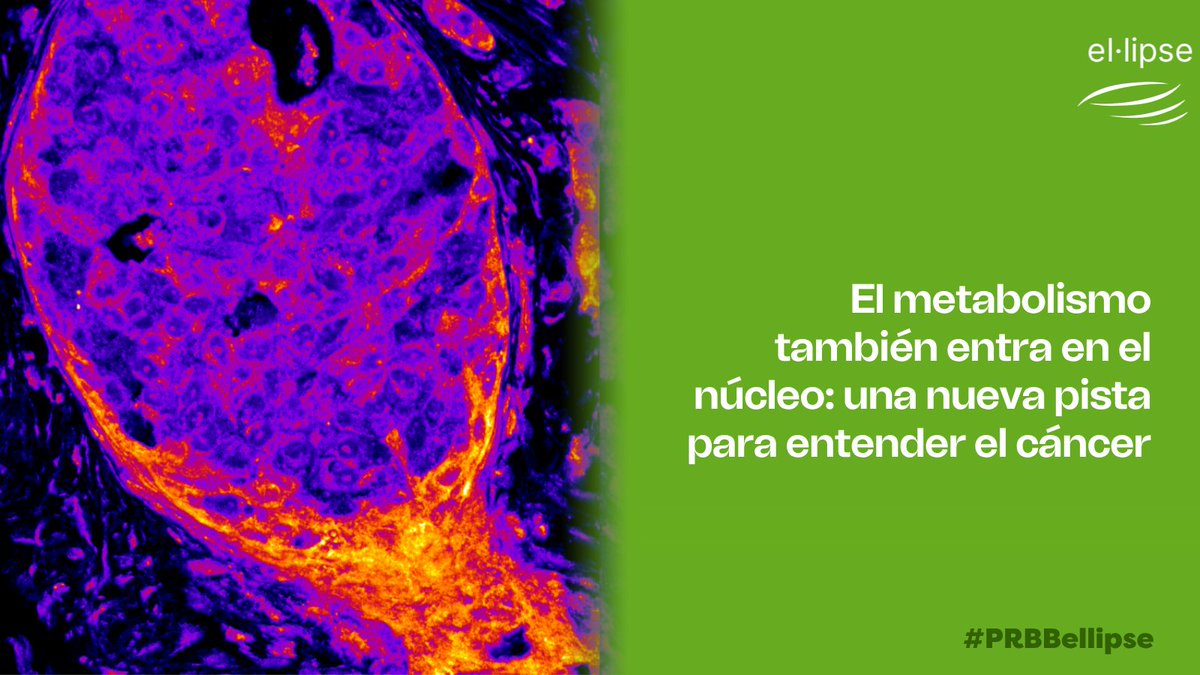 Biomedicina BCN tweet media