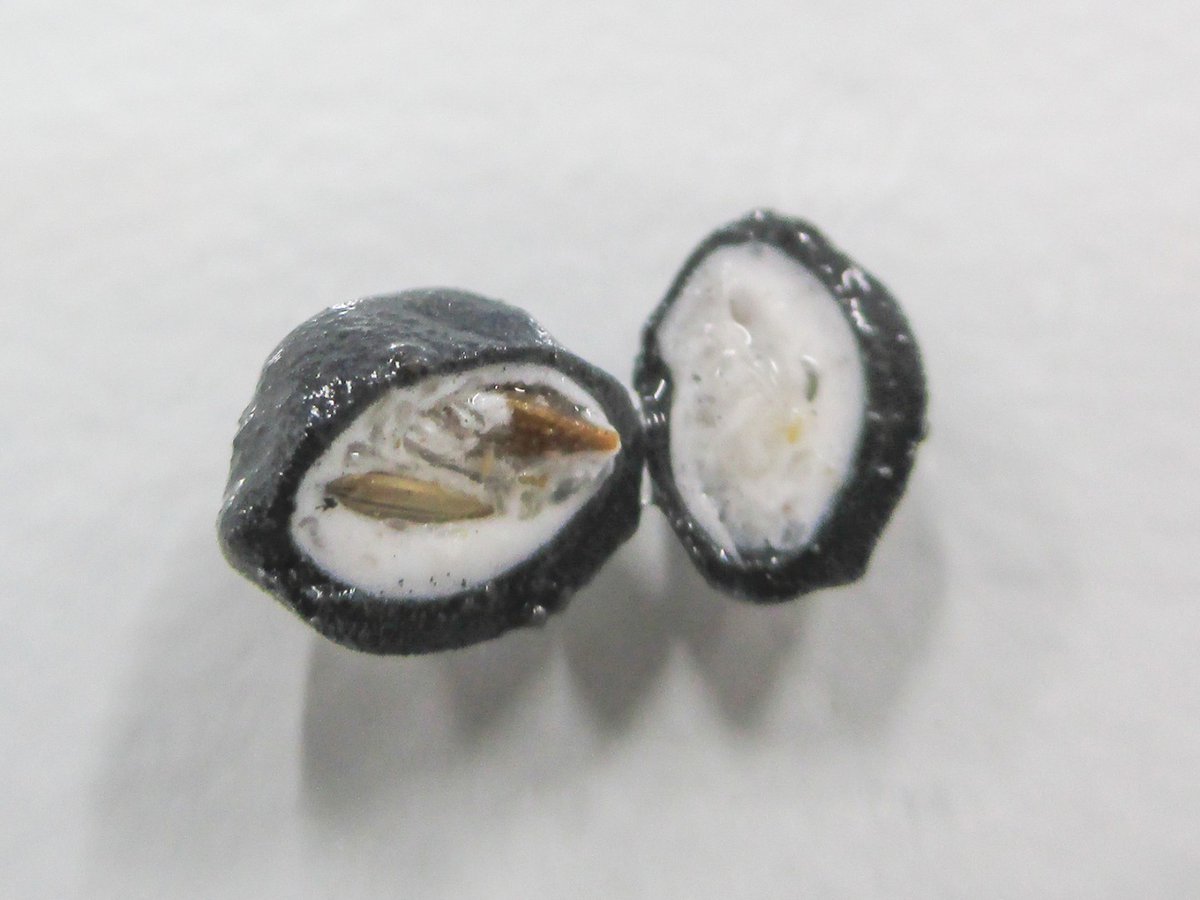 ISTA - International Seed Testing Association tweet media