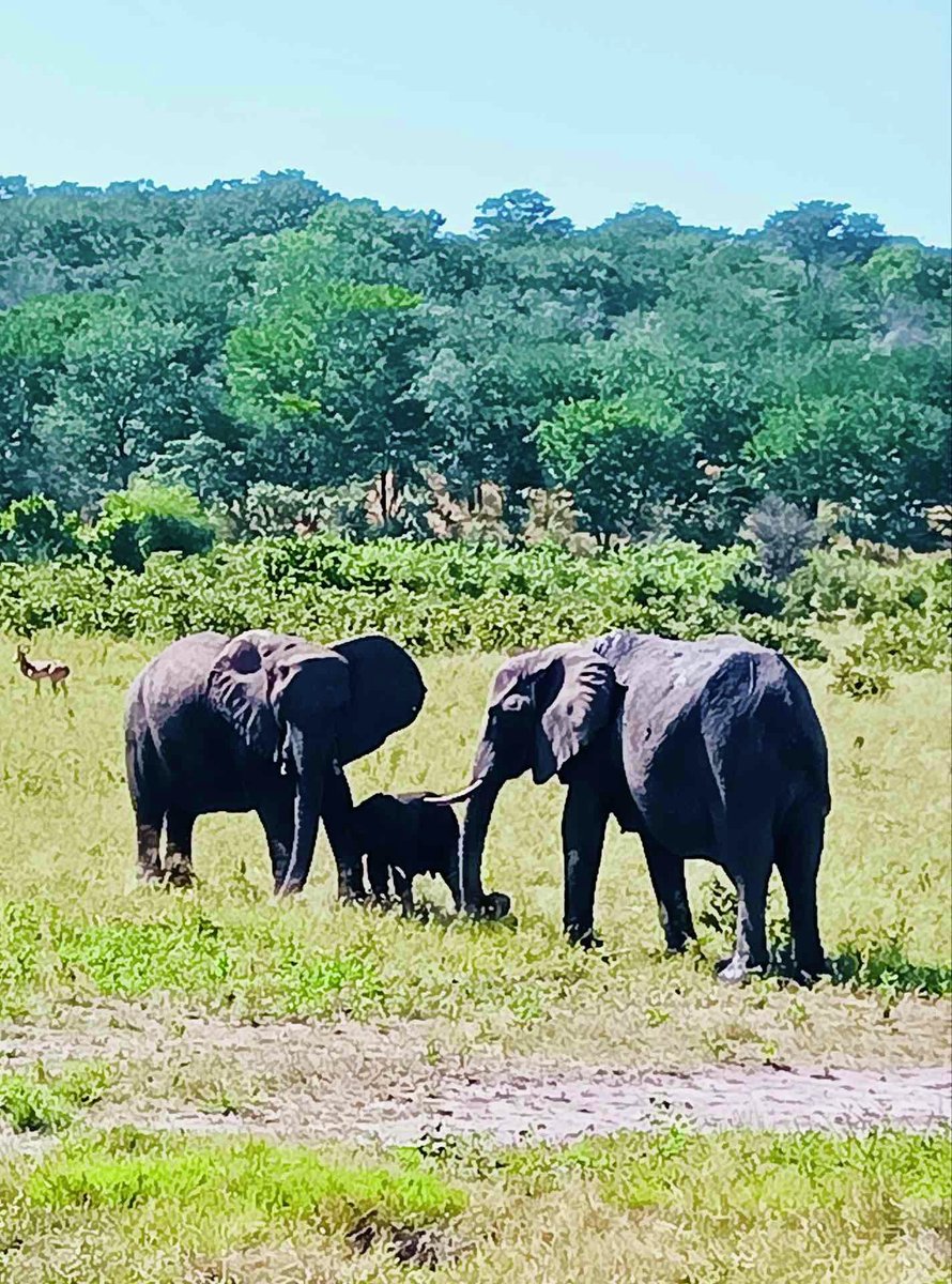 ct_sittc's tweet photo. 🐘「動物園で見る象」とは、まるで別世界でした🐘

アフリカのサファリで出会ったのは、
親子で過ごす野生の象たち。

車のすぐ近くまで来てくれることもあり、
その大きさと迫力に思わず息をのみます。
一生に一度は体験したい景色です✨

#南アフリカ #サファリ 
 #グランデ #グランデ絶景秘境の旅 https://t.co/kjFdiP4M3s