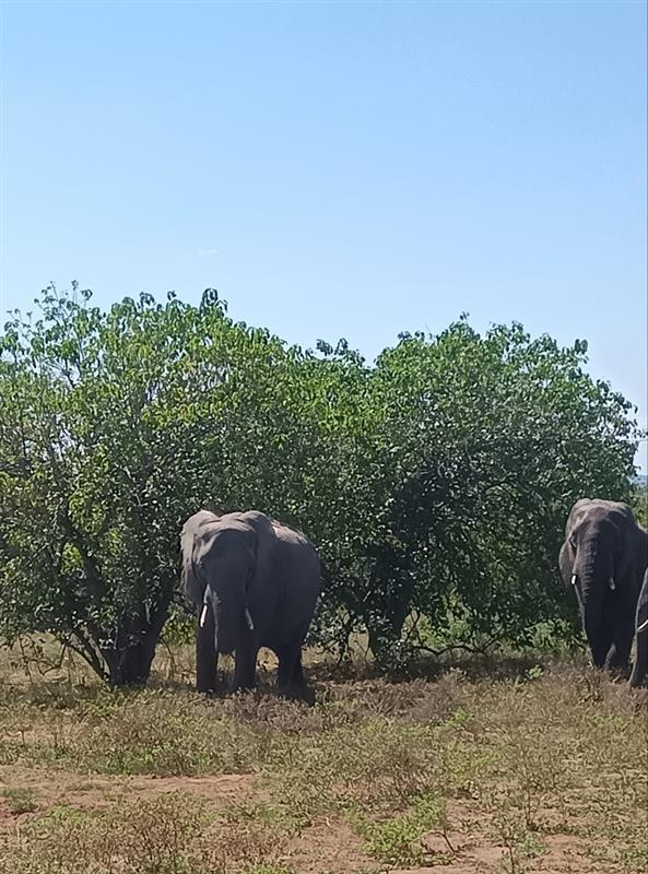 ct_sittc's tweet photo. 🐘「動物園で見る象」とは、まるで別世界でした🐘

アフリカのサファリで出会ったのは、
親子で過ごす野生の象たち。

車のすぐ近くまで来てくれることもあり、
その大きさと迫力に思わず息をのみます。
一生に一度は体験したい景色です✨

#南アフリカ #サファリ 
 #グランデ #グランデ絶景秘境の旅 https://t.co/kjFdiP4M3s