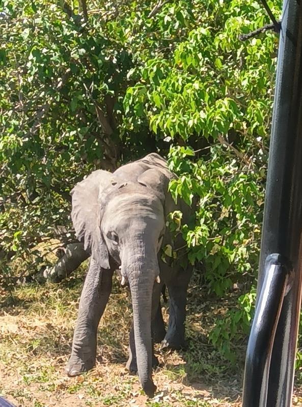 ct_sittc's tweet photo. 🐘「動物園で見る象」とは、まるで別世界でした🐘

アフリカのサファリで出会ったのは、
親子で過ごす野生の象たち。

車のすぐ近くまで来てくれることもあり、
その大きさと迫力に思わず息をのみます。
一生に一度は体験したい景色です✨

#南アフリカ #サファリ 
 #グランデ #グランデ絶景秘境の旅 https://t.co/kjFdiP4M3s