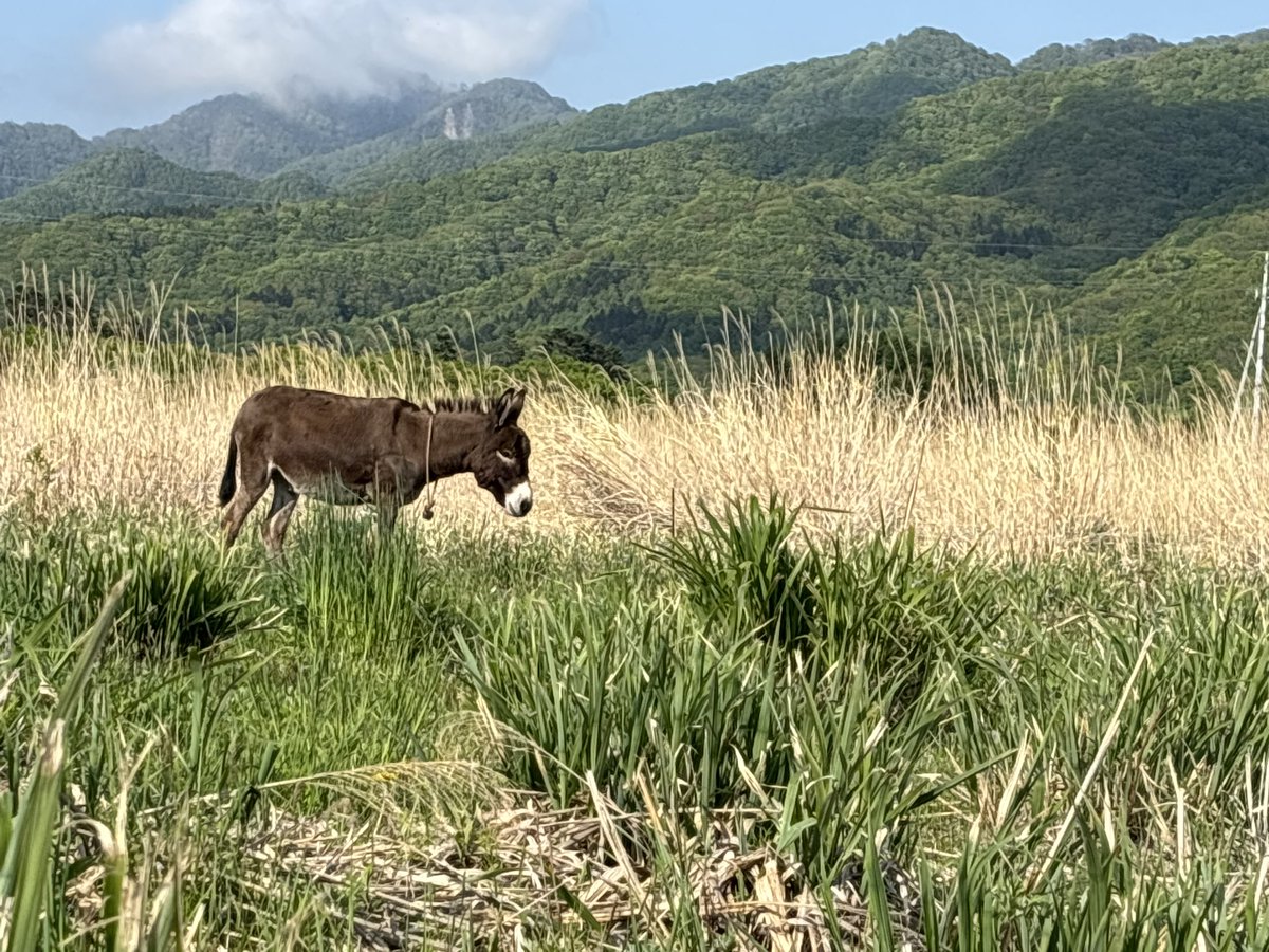昨年刈ったススキの新芽を、ずーっと食べている。いい感じだ。放っておくと夏には2メートル近くに伸びてジャングル化してしまうので、このままロバの胃袋で制圧してくれるとありがたい。