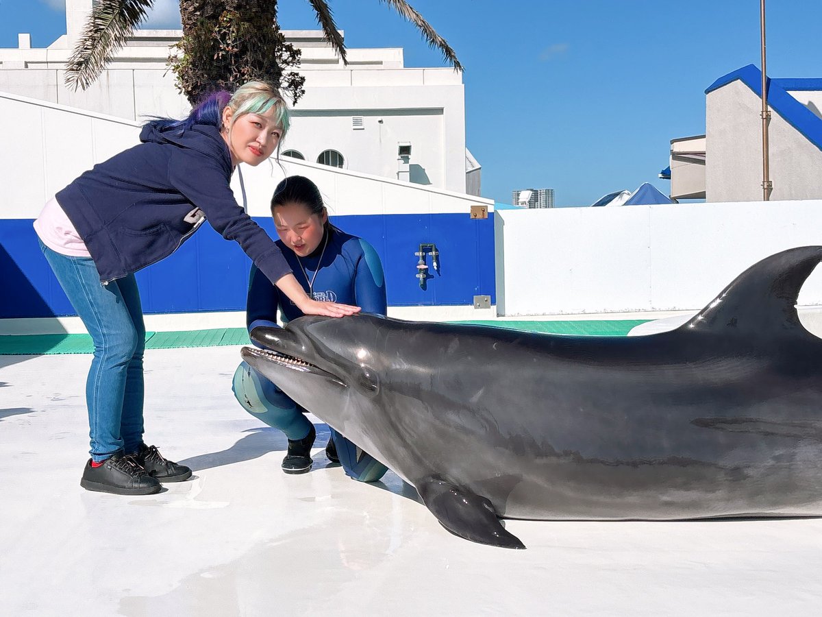 今日はバンドウイルカにタッチ🐬 ツルツルのスベスベ🩷✨✨ 昨日は