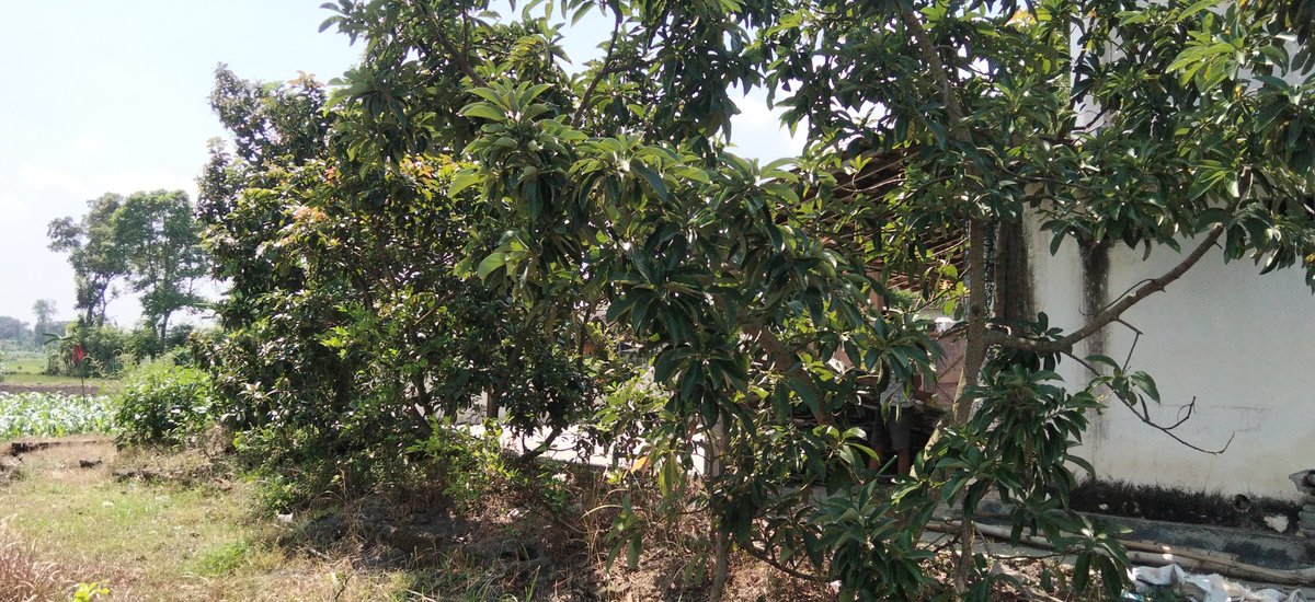 Petani Iseng tweet media