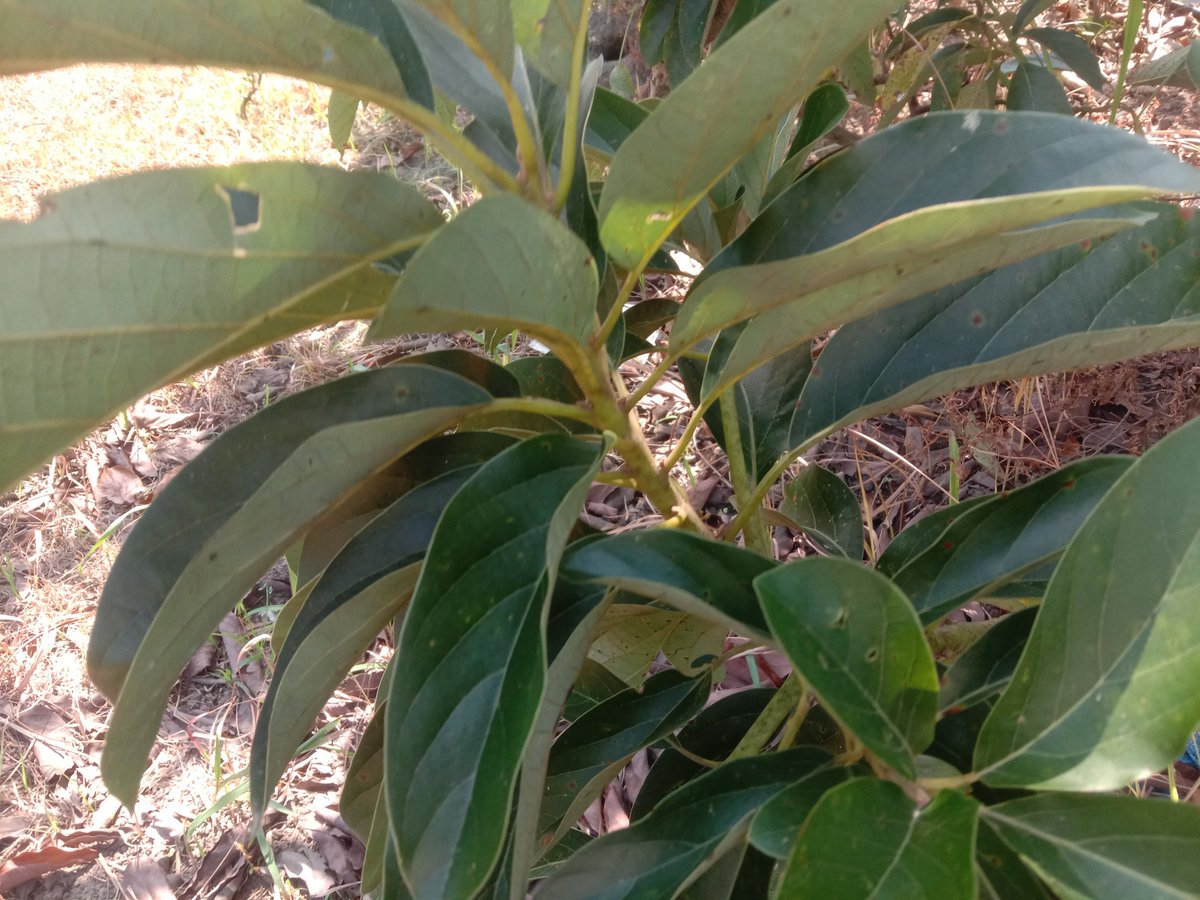 Petani Iseng tweet media