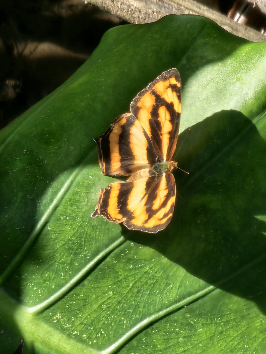 AndrewBrindle2's tweet photo. embracing warmth 
in the early morning sun 
butterfly shadows 
#haiku https://t.co/jRzXKXcyS6