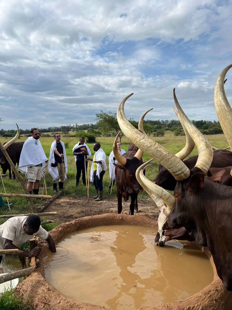 SafarisLife's tweet photo. EACH HORN TELLS A STORY

The horns aren’t luxury; They’re life-support systems that helped build kingdoms. 

In Ankole culture, these cows are wealth, dowry, status, and poetry. 
 
#VisitAnkole #VisitUganda
@emburara #ExploreUganda https://t.co/3Og9imgmnv