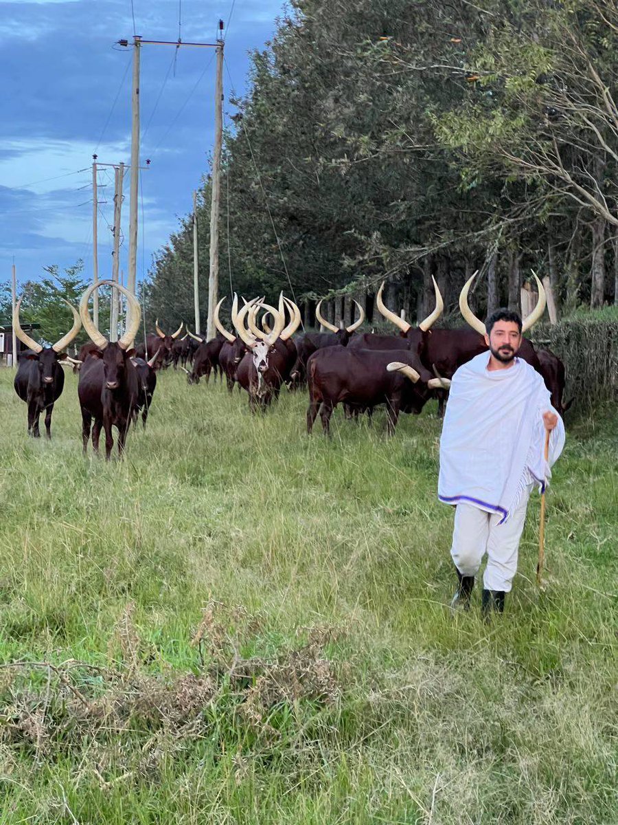 SafarisLife's tweet photo. EACH HORN TELLS A STORY

The horns aren’t luxury; They’re life-support systems that helped build kingdoms. 

In Ankole culture, these cows are wealth, dowry, status, and poetry. 
 
#VisitAnkole #VisitUganda
@emburara #ExploreUganda https://t.co/3Og9imgmnv