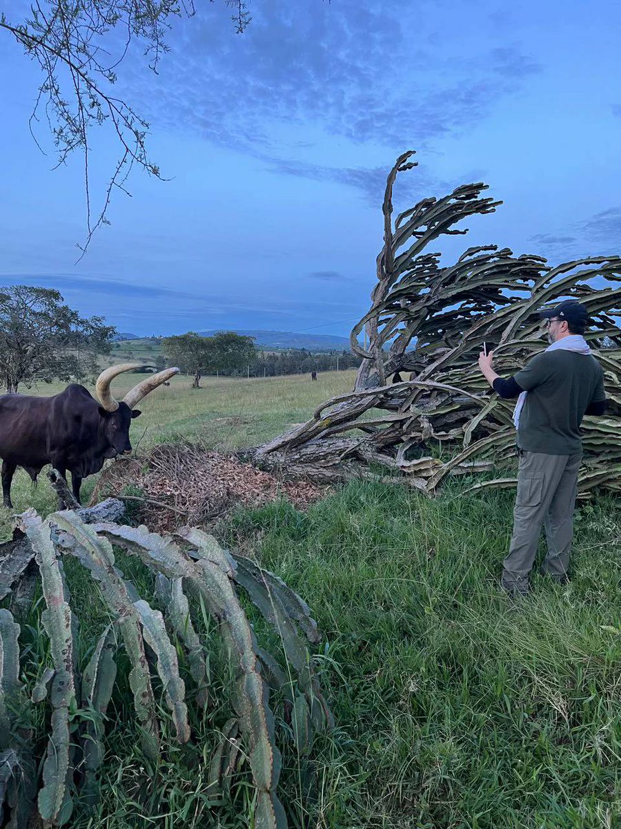 SafarisLife's tweet photo. EACH HORN TELLS A STORY

The horns aren’t luxury; They’re life-support systems that helped build kingdoms. 

In Ankole culture, these cows are wealth, dowry, status, and poetry. 
 
#VisitAnkole #VisitUganda
@emburara #ExploreUganda https://t.co/3Og9imgmnv