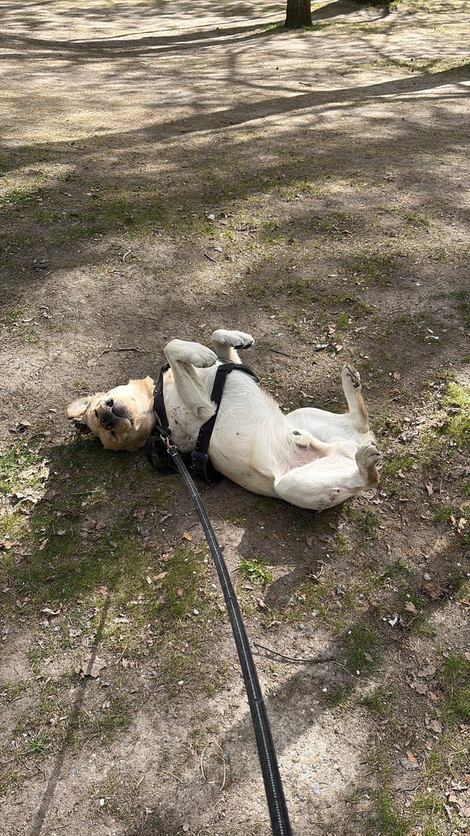 anders291's tweet photo. @loeefbiff Känner igen ☺️ https://t.co/rUYQHOWN3y