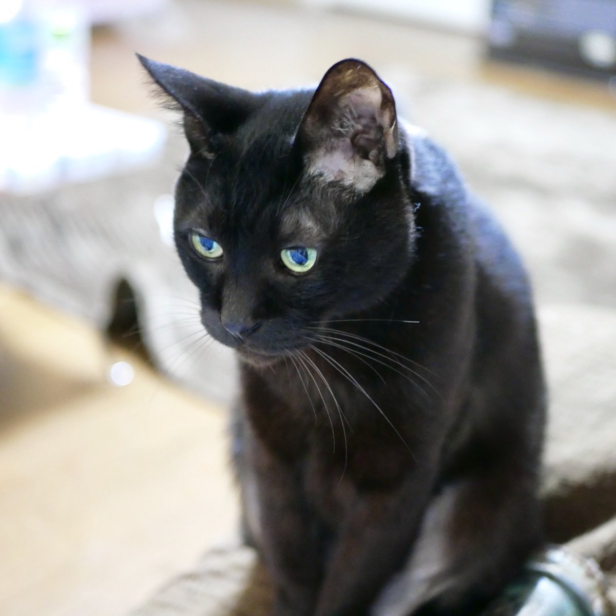 🐈 め る と 🐈 tweet media