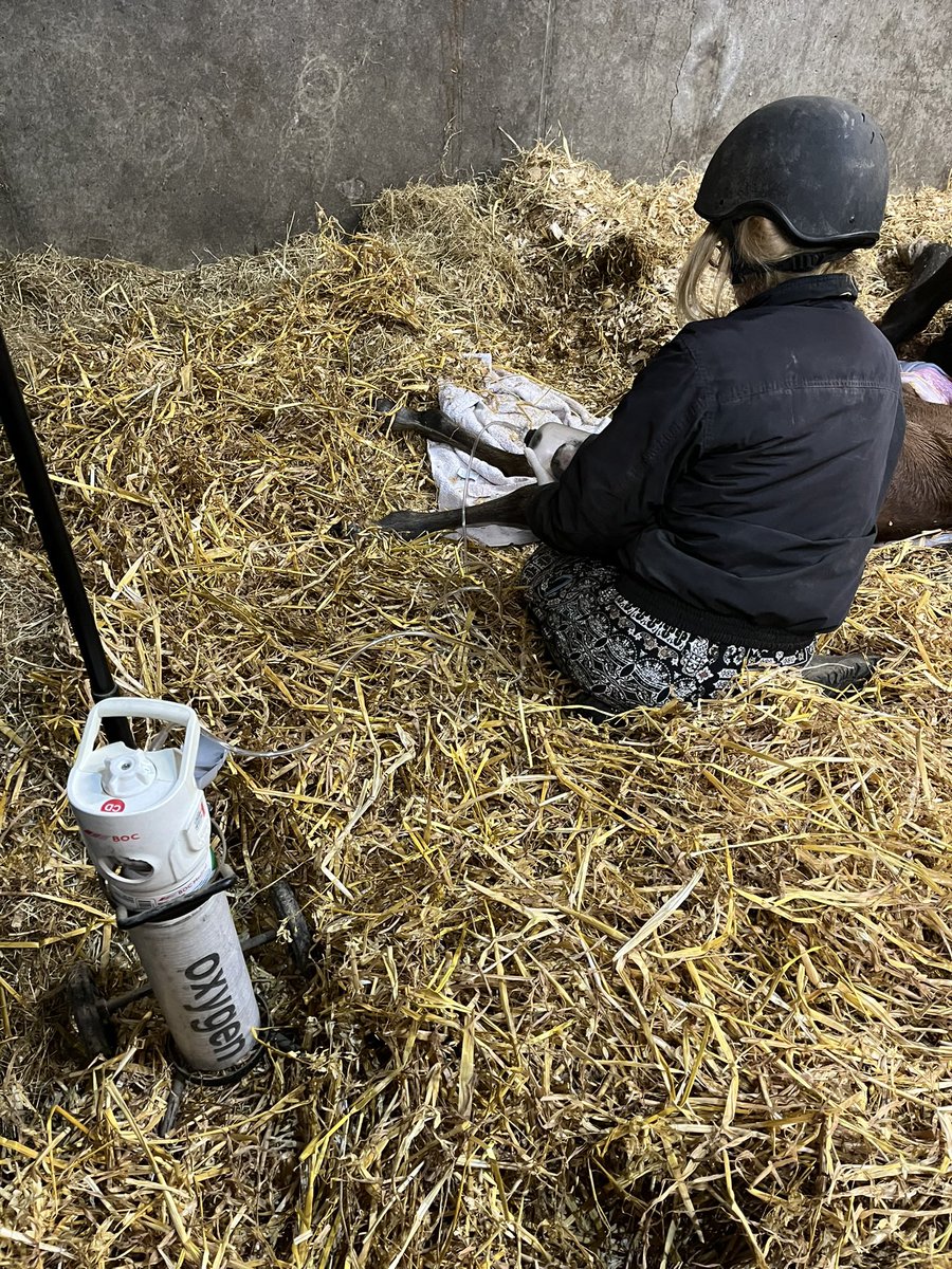 ferdlantstud's tweet photo. After keeping us waiting for 12 months and 6 days, Millie finally gave birth.
A colt foal born at 3.55 am by Fascinating Rock.
Not the easiest birth and at times like this we are very glad we have oxygen at hand.
Millie has been a star allowing us to help her baby.
@BurgageStud https://t.co/FYXQ7V1qXz